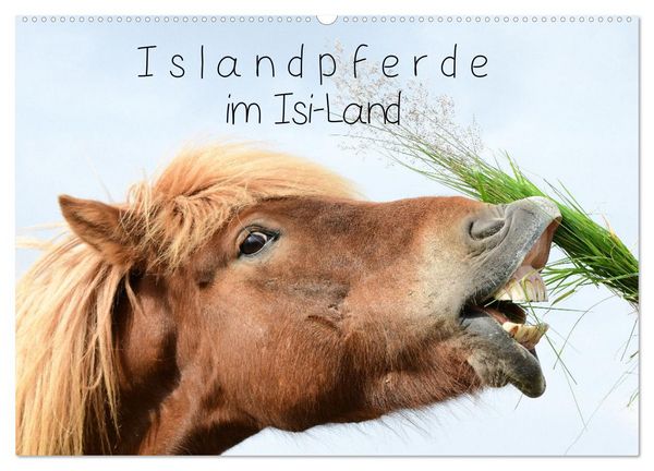 Islandpferde im Isi-Land (Wandkalender 2026 DIN A2 quer), CALVENDO Monatskalender