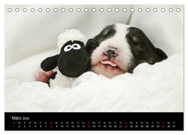 Produktbild: Der Bordercollie-Kalender (Tischkalender 2026 DIN A5 quer), CALVENDO Monatskalender