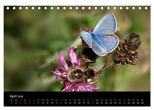 Produktbild: Heimische Schmetterlinge (Tischkalender 2026 DIN A5 quer), CALVENDO Monatskalender