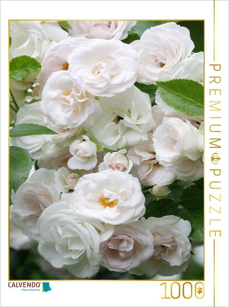 CALVENDO Puzzle Weiße Rosen | 1000 Teile Lege-Größe 64x48cm Foto-Puzzle für glückliche Stunden