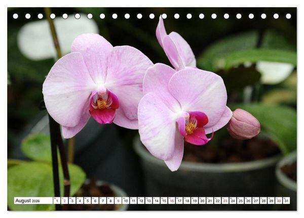 Produktbild: Prachtvolle Orchideen (Tischkalender 2026 DIN A5 quer), CALVENDO Monatskalender