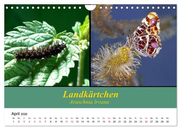 Produktbild: Zwei Leben, Raupe und Schmetterling (Wandkalender 2026 DIN A4 quer), CALVENDO Monatskalender
