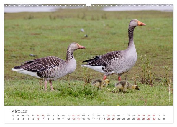 Produktbild: Halbinsel Eiderstedt - Momente der Natur (hochwertiger Premium Wandkalender 2027 DIN A2 quer), Kunstdruck in Hochglanz