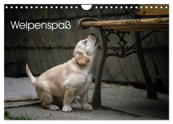 Produktbild: Welpenspa&szlig; (Wandkalender 2026 DIN A4 quer), CALVENDO Monatskalender