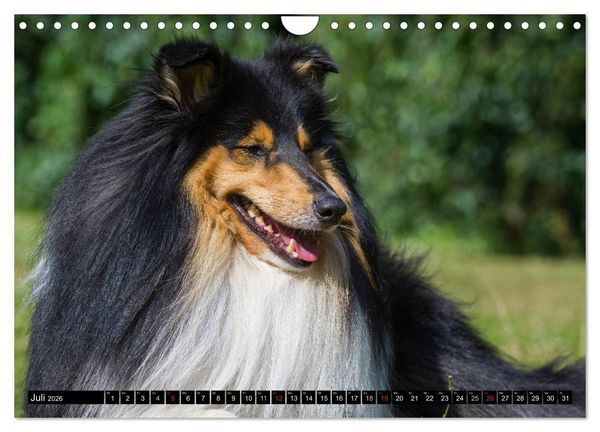 Produktbild: Collie - Mein bester Freund (Wandkalender 2026 DIN A4 quer), CALVENDO Monatskalender
