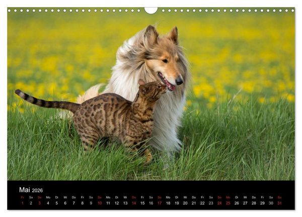 Produktbild: Ziva und ihre Freunde (Wandkalender 2026 DIN A3 quer), CALVENDO Monatskalender