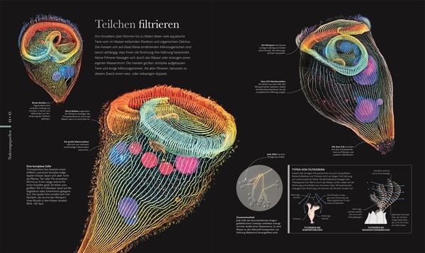 Produktbild: Mikrokosmos - Wunderwelt der kleinsten Lebewesen