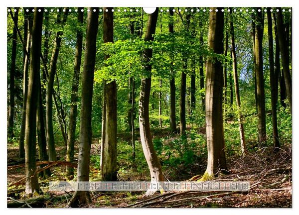 Produktbild: Wald im Bergischen Land 2027 (Wandkalender 2027 DIN A3 quer), CALVENDO Monatskalender