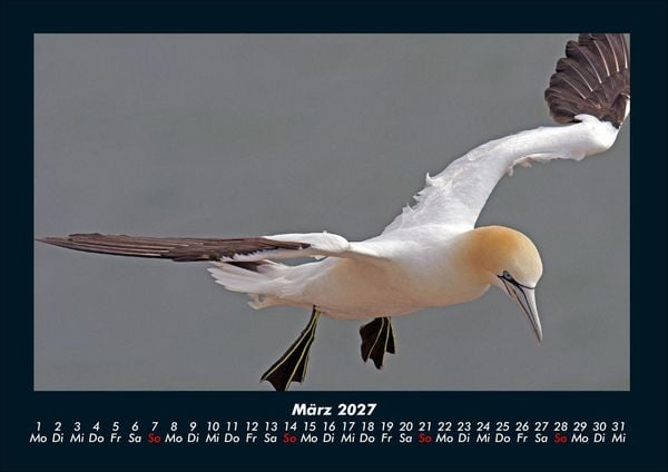 Produktbild: Welt der V&ouml;gel 2027 Fotokalender DIN A4
