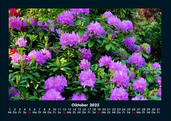 Produktbild: Blumenzauber 2025 Fotokalender DIN A4