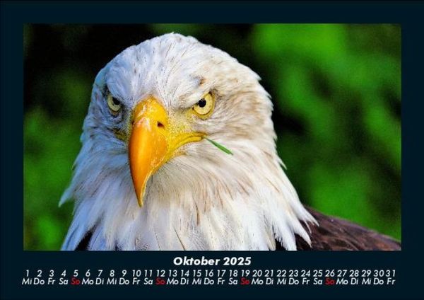 Produktbild: Adler 2025 Fotokalender DIN A5