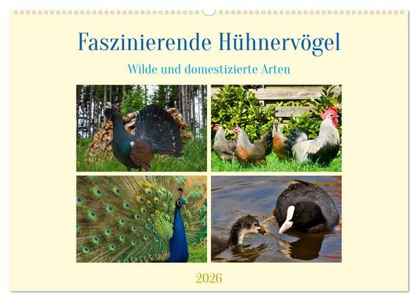 Produktbild: Faszinierende H&uuml;hnerv&ouml;gel (Wandkalender 2026 DIN A2 quer), CALVENDO Monatskalender
