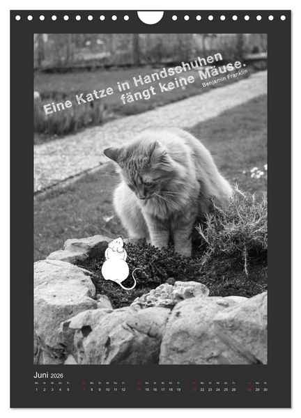 Produktbild: Katz & Maus (Wandkalender 2026 DIN A4 hoch), CALVENDO Monatskalender