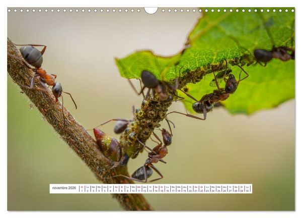 Produktbild: La vie de nos prairies - Le monde des fourmis (Calendrier mural 2026 DIN A3 vertical), CALVENDO calendrier mensuel