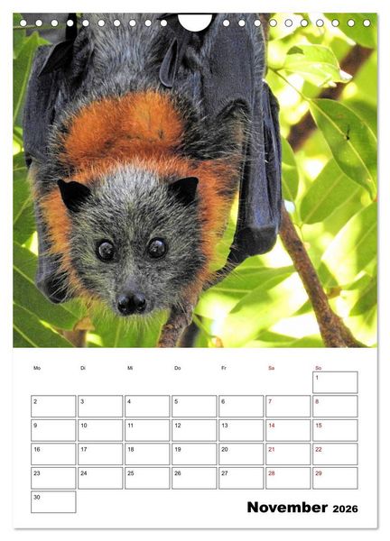 Produktbild: Australiens faszinierende Tierwelt (Wandkalender 2026 DIN A4 hoch), CALVENDO Monatskalender