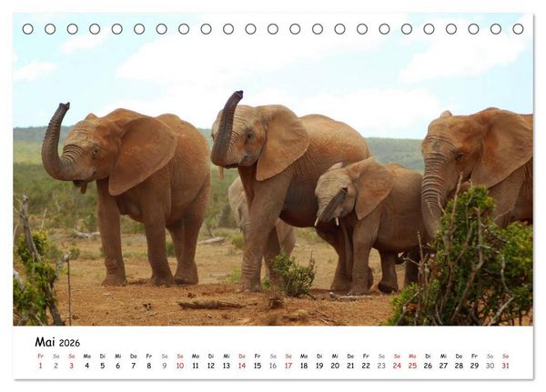 Produktbild: Afrikanische Elefanten in ADDO (Tischkalender 2026 DIN A5 quer), CALVENDO Monatskalender