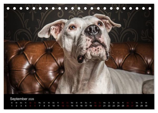 Produktbild: DOGO ARGENTINO (Tischkalender 2026 DIN A5 quer), CALVENDO Monatskalender