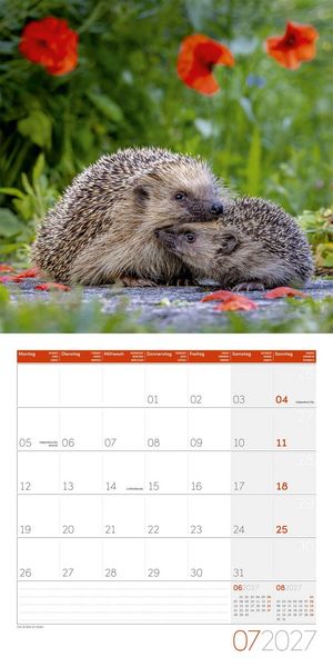 Produktbild: Igel Kalender 2027 - 30x30 - Art12