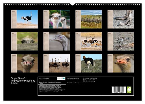 Produktbild: Vogel Strau&szlig;. Imposanter Riese und L&auml;ufer (hochwertiger Premium Wandkalender 2026 DIN A2 quer), Kunstdruck in Hochglanz