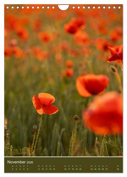 Produktbild: Mohnblumen - kraftvoll und zart (Wandkalender 2026 DIN A4 hoch), CALVENDO Monatskalender
