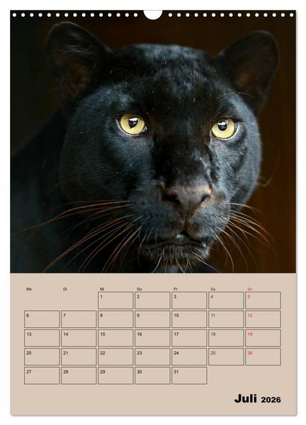 Produktbild: Gro&szlig;katzen. Raubkatzengesichter (Wandkalender 2026 DIN A3 hoch), CALVENDO Monatskalender
