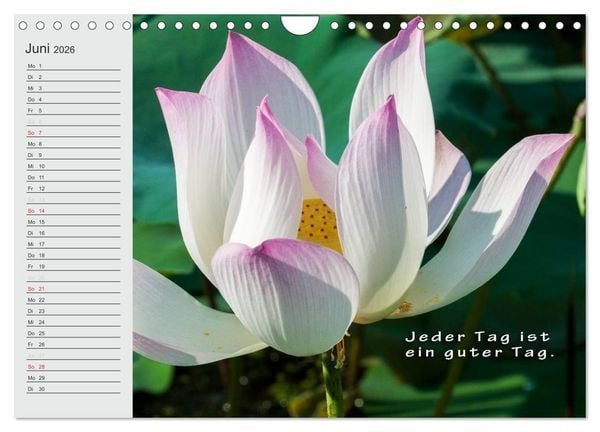 Produktbild: BUDDHA Buddhistische Weisheiten (Wandkalender 2026 DIN A4 quer), CALVENDO Monatskalender