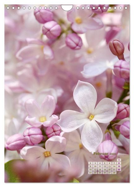 Produktbild: Fliederbl&uuml;te (Wandkalender 2026 DIN A4 hoch), CALVENDO Monatskalender