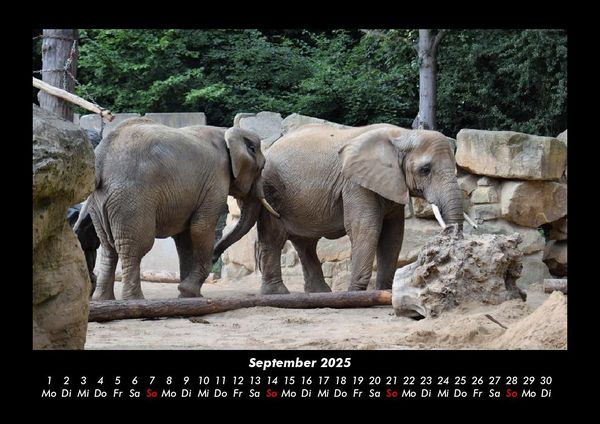 Produktbild: Der Elefantenkalender 2025 Fotokalender DIN A3