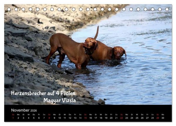 Produktbild: Magyar Vizsla - Zauberhafte Kobolde (Tischkalender 2026 DIN A5 quer), CALVENDO Monatskalender