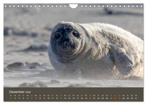 Produktbild: Robben auf der Helgol&auml;nder D&uuml;ne (Wandkalender 2026 DIN A4 quer), CALVENDO Monatskalender