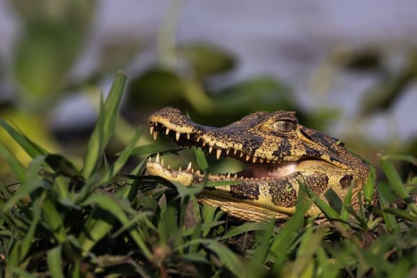 Produktbild: Pantanal