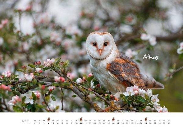 Produktbild: Eulen Kalender 2027