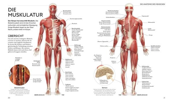 Yoga verstehen - Die Anatomie der Yoga-Haltungen