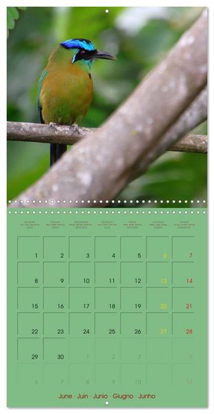 Produktbild: Douze oiseaux de la capitale du Costa Rica (Calendrier mural carr&eacute; 2026 30x30 cm) Calendrier double avec une page pour vos prises de notes