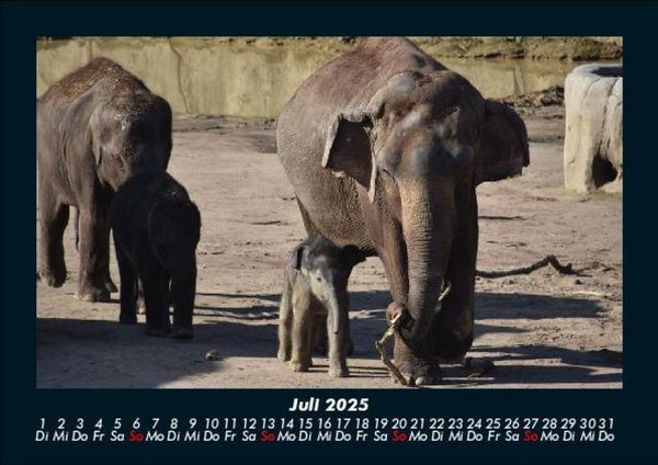 Produktbild: Elefanten 2025 Fotokalender DIN A5