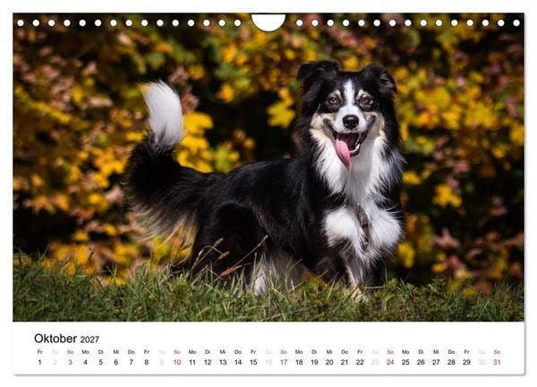 Produktbild: Australian Shepherd - Traum auf vier Pfoten (Wandkalender 2027 DIN A4 quer), CALVENDO Monatskalender