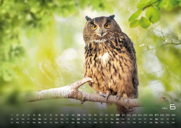 Produktbild: Waldtiere - Heimische Waldbewohner - Der Tierkalender - 2027 - Kalender DIN A2