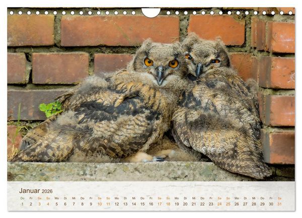 Produktbild: Uhu Highlights (Wandkalender 2026 DIN A4 quer), CALVENDO Monatskalender