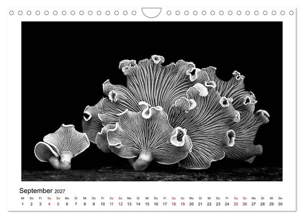Produktbild: Die grafische Sch&ouml;nheit der Pflanzen &ndash; Schwarz-Wei&szlig; (Wandkalender 2027 DIN A4 quer), CALVENDO Monatskalender