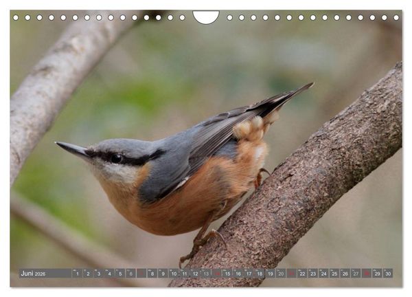 Produktbild: V&ouml;gel ganz nah (Wandkalender 2026 DIN A4 quer), CALVENDO Monatskalender