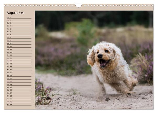 Produktbild: Ein Labradoodle-Welpe in der Heide (Wandkalender 2026 DIN A3 quer), CALVENDO Monatskalender