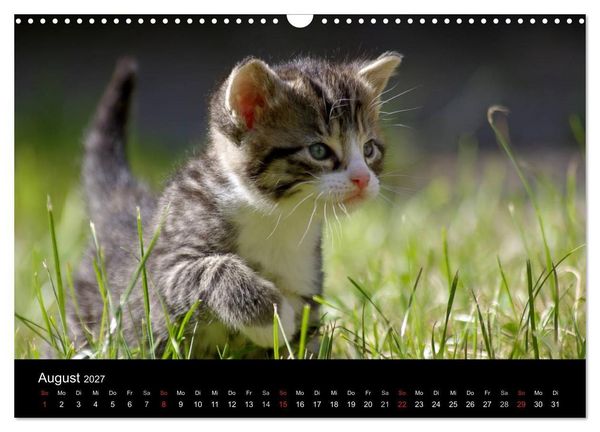 Produktbild: Katzen & Hunde (Wandkalender 2027 DIN A3 quer), CALVENDO Monatskalender