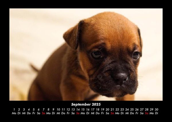 Produktbild: Welpen 2025 Fotokalender DIN A3