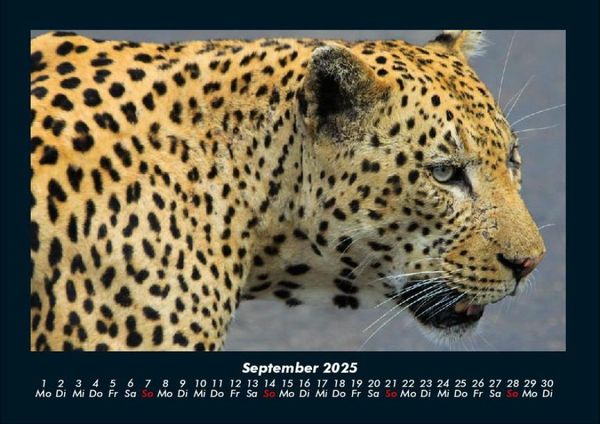 Produktbild: Tierkalender 2025 Fotokalender DIN A4