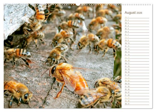 Produktbild: S&uuml;&szlig;es Gold: Imker, Bienen & Honig (Wandkalender 2026 DIN A2 quer), CALVENDO Monatskalender