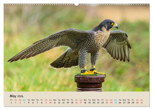 Produktbild: British Birds of Prey (High Quality Premium Wall Calendar 2026 DIN A2 landscape),CALVENDO 12 Month Wall Calendar