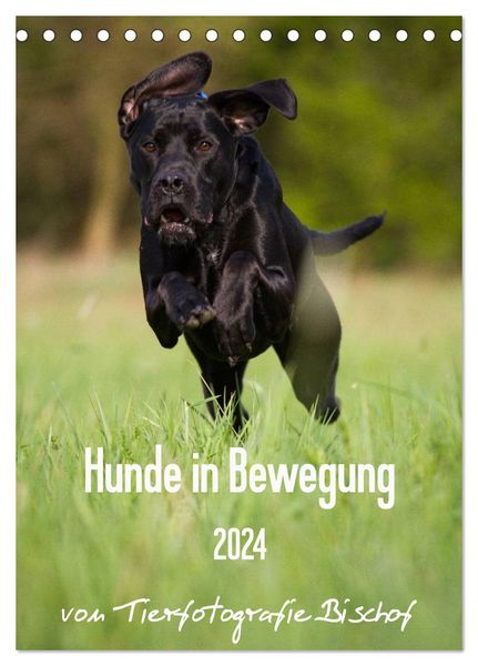 Hunde in Bewegung 2024 von Tierfotografie Bischof (Tischkalender 2024 DIN A5 hoch), CALVENDO Monatskalender