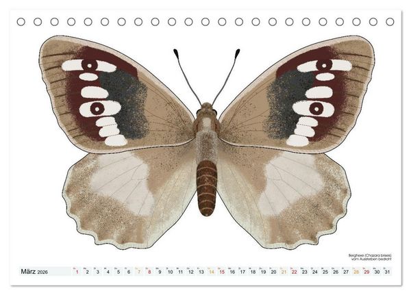 Produktbild: Schmetterlinge illustriert (Tischkalender 2026 DIN A5 quer), CALVENDO Monatskalender