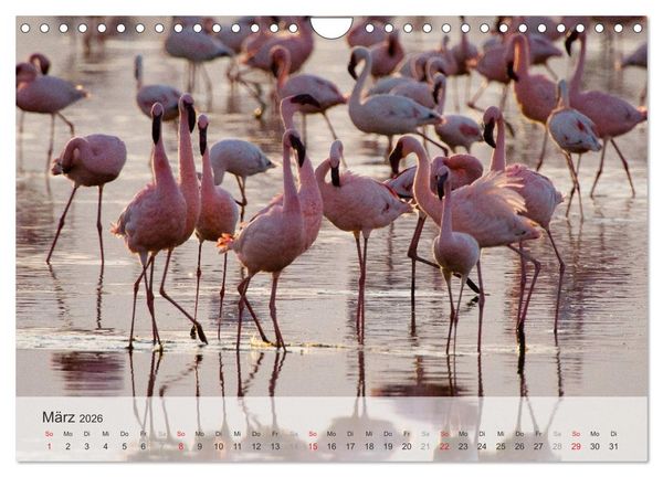 Produktbild: Flamingo Impressionen 2026 (Wandkalender 2026 DIN A4 quer), CALVENDO Monatskalender