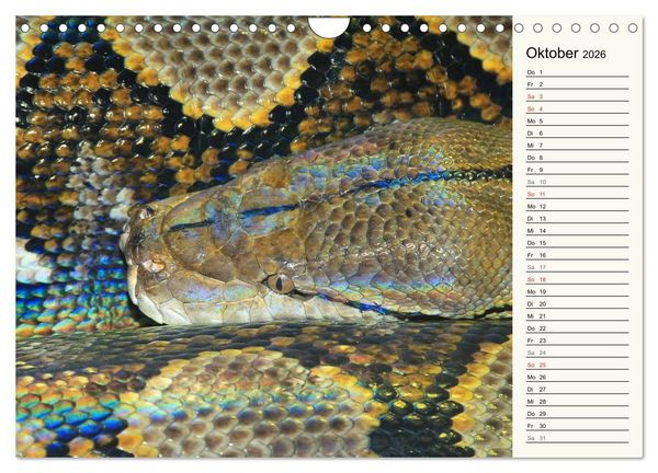 Produktbild: Gef&auml;hrliche Schlangen (Wandkalender 2026 DIN A4 quer), CALVENDO Monatskalender